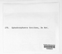 Neonectria coccinea image